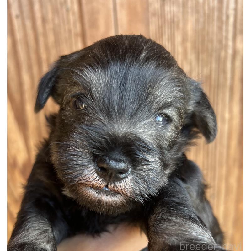 販売中の三重県のミニチュアシュナウザー-422916の2枚目