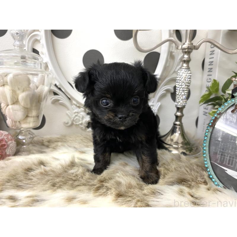 販売中の京都府のミックス犬-422929の2枚目