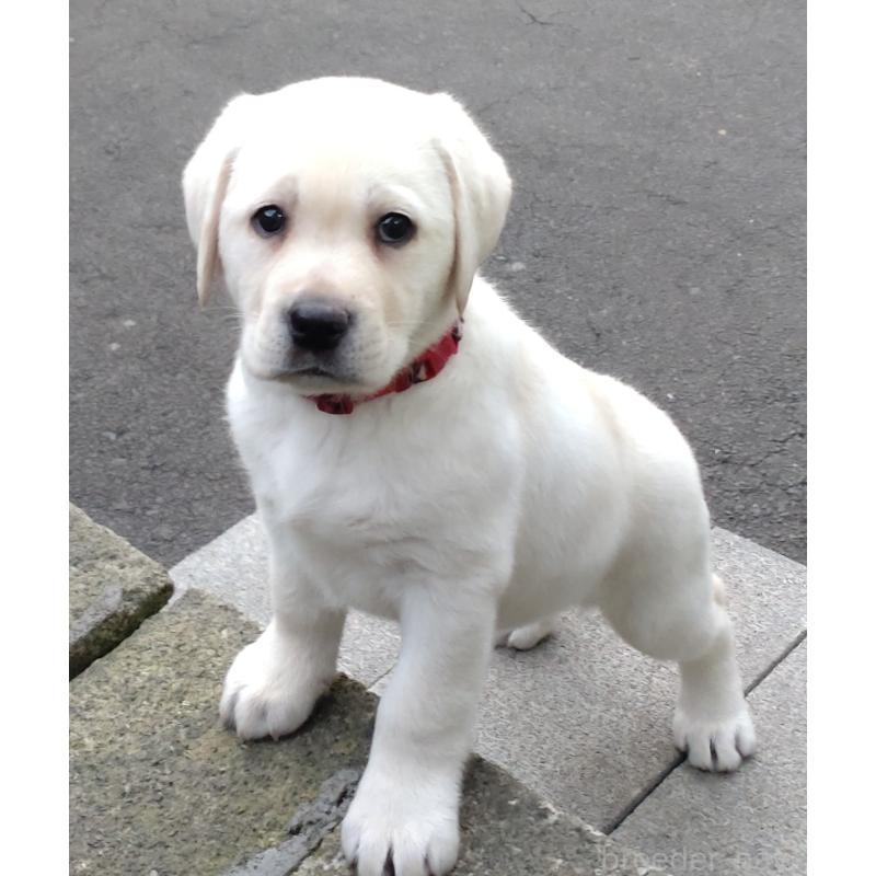 販売中の北海道のラブラドールレトリーバー-422931の5枚目