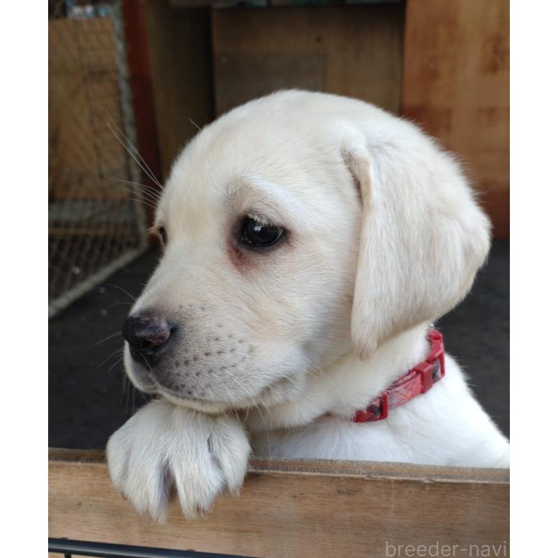 販売中の北海道のラブラドールレトリーバー-422931の4枚目