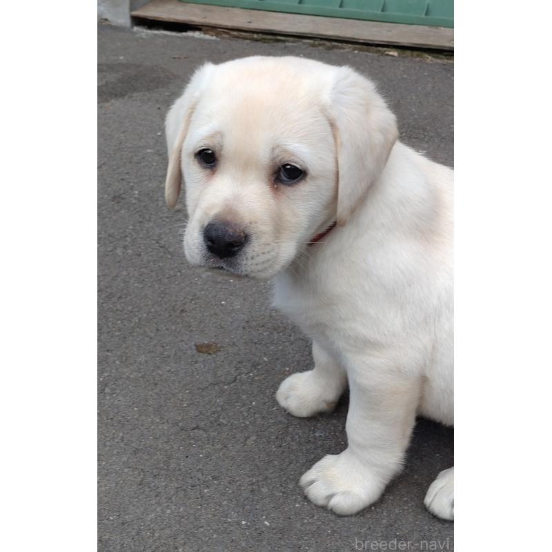 販売中の北海道のラブラドールレトリーバー-422931の3枚目