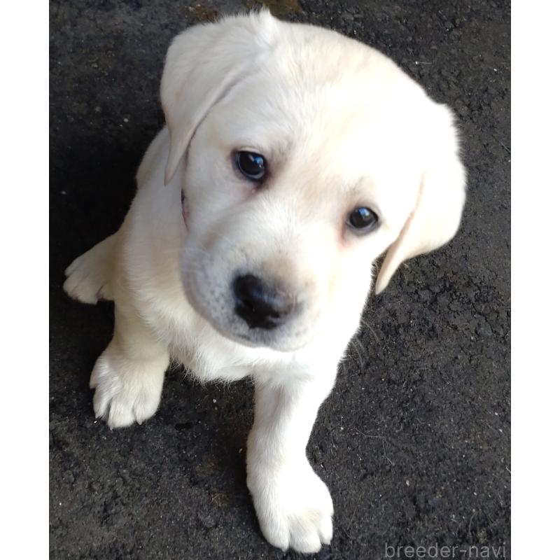 販売中の北海道のラブラドールレトリーバー-422931の2枚目