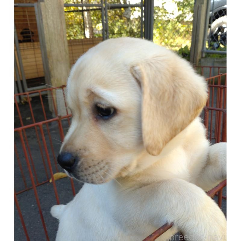 販売中の北海道のラブラドールレトリーバー-422932の5枚目