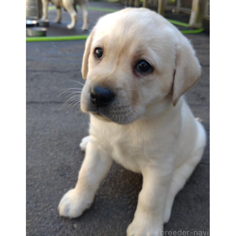 販売中の北海道のラブラドールレトリーバー-422932の4枚目