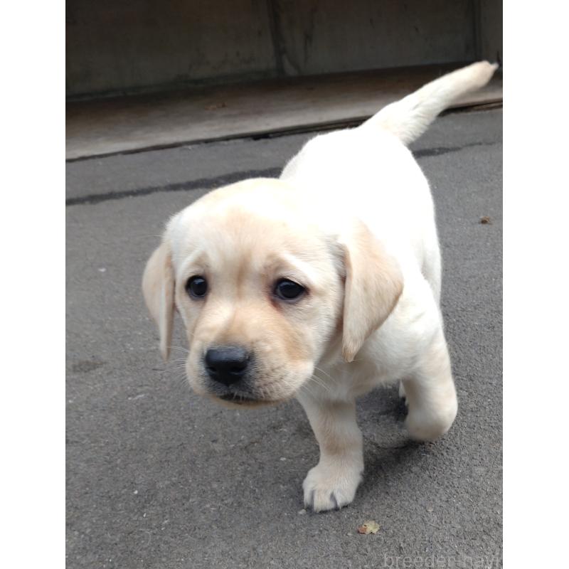 販売中の北海道のラブラドールレトリーバー-422932の3枚目