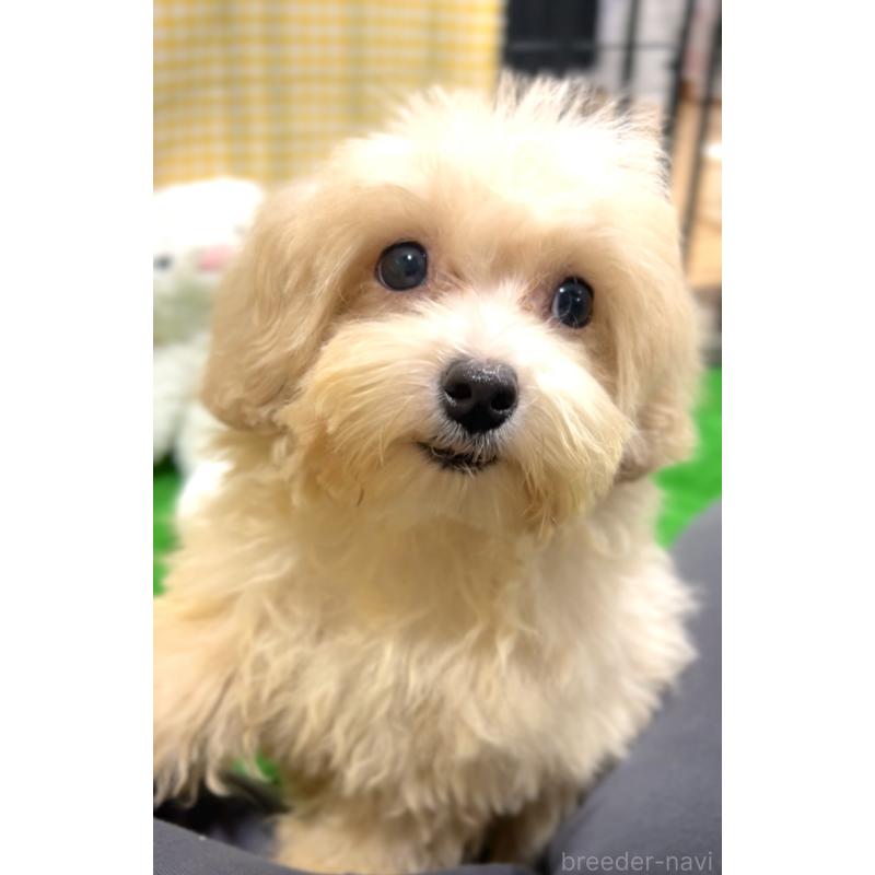 販売中の栃木県のマルプー:マルチーズ×トイプードル-415725の7枚目