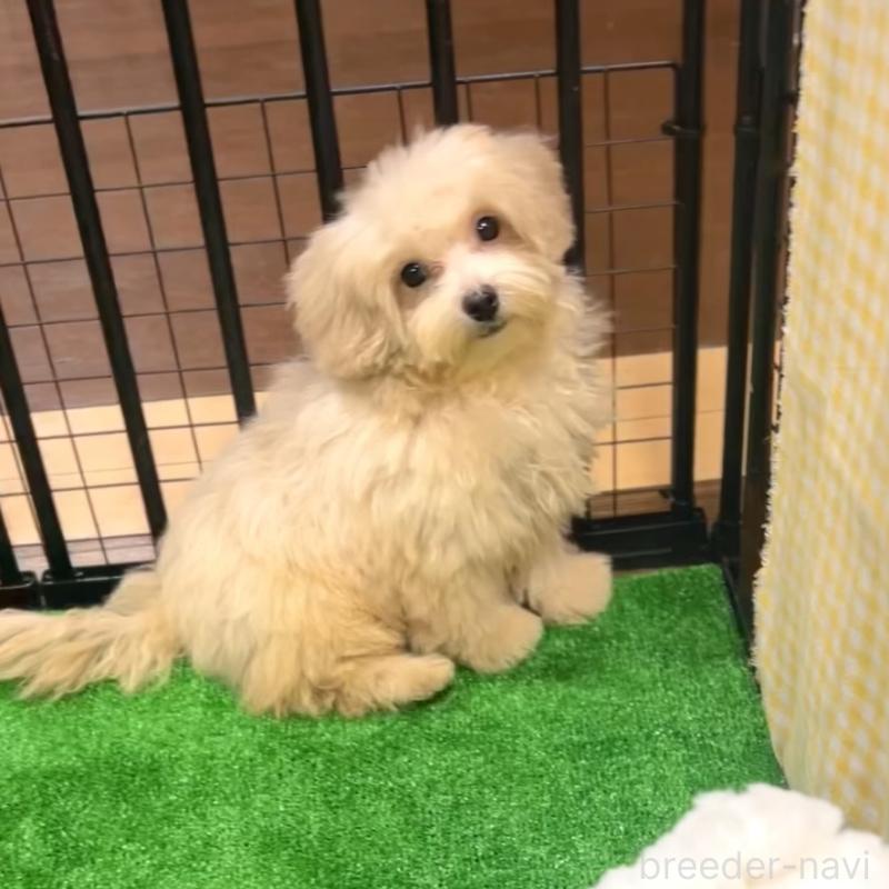 販売中の栃木県のマルプー:マルチーズ×トイプードル-415725の5枚目