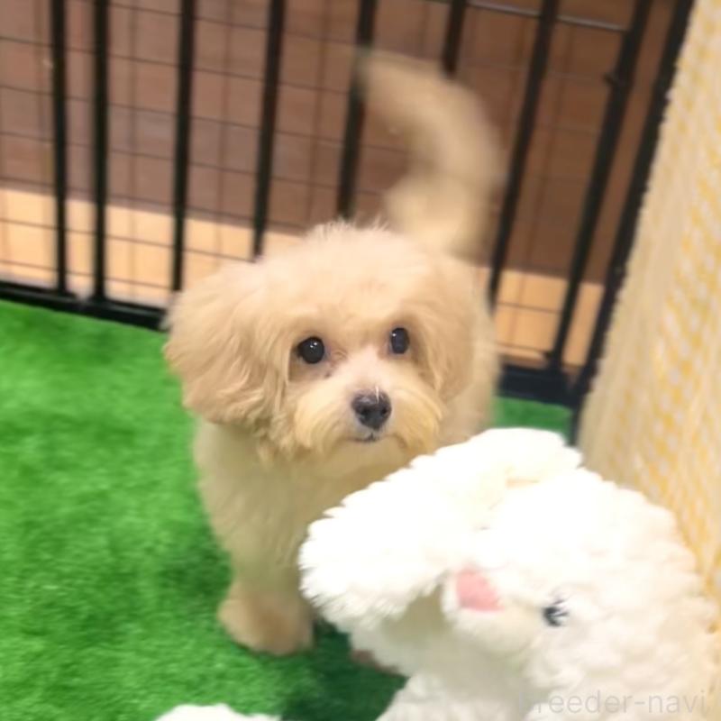 販売中の栃木県のマルプー:マルチーズ×トイプードル-415725の6枚目