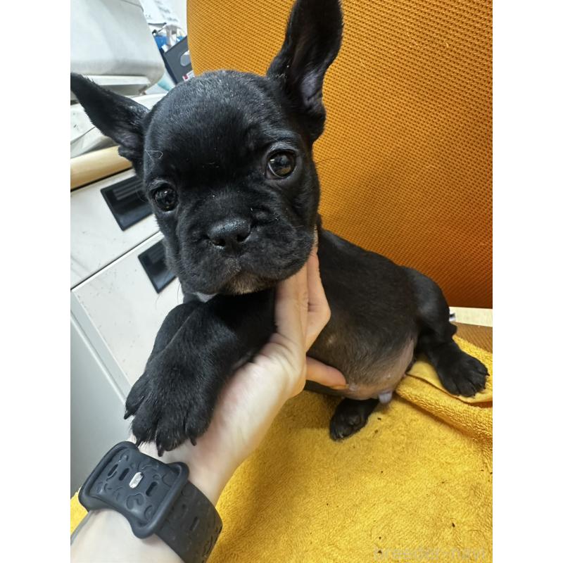 販売中の千葉県のフレンチブルドッグ-420550の12枚目