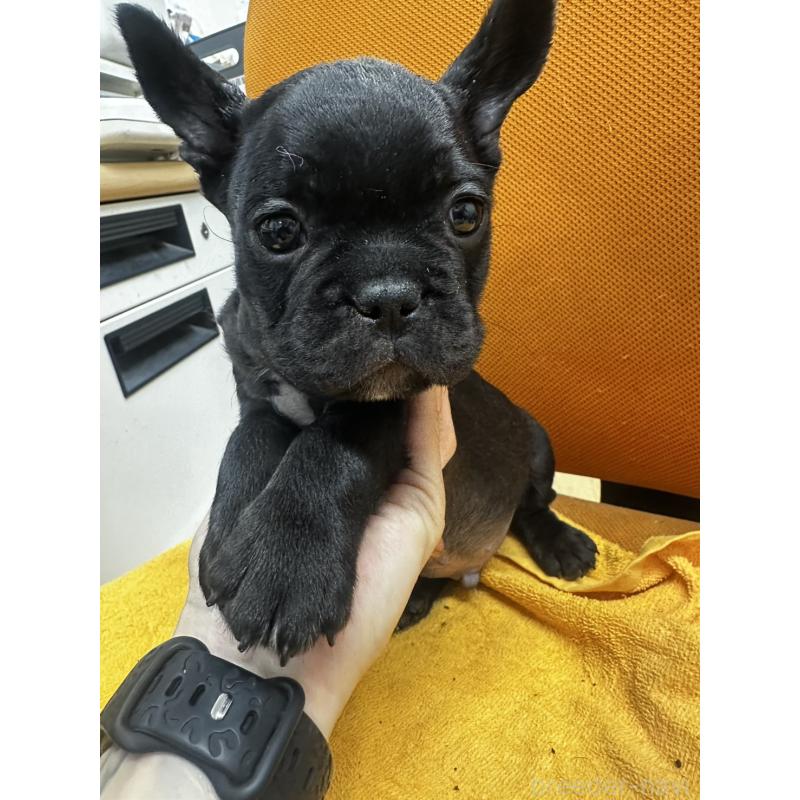 販売中の千葉県のフレンチブルドッグ-420550の11枚目