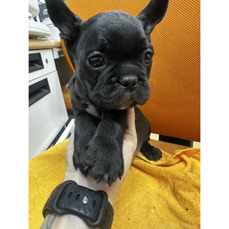 販売中の千葉県のフレンチブルドッグ-420550の10枚目