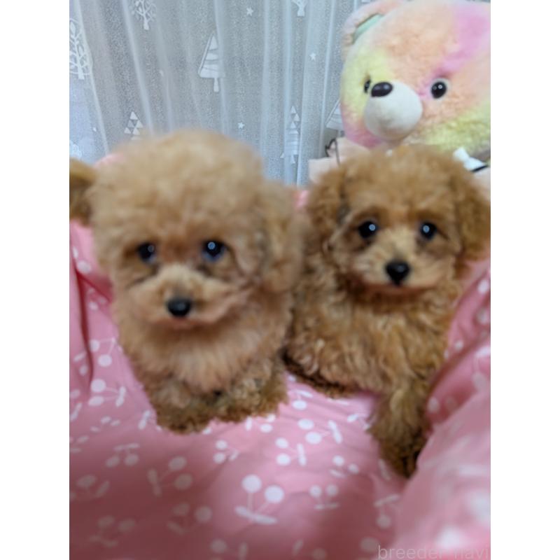 販売中の滋賀県のティーカッププードル-417147の5枚目