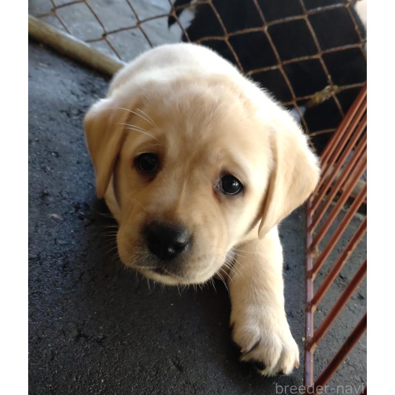 販売中の北海道のラブラドールレトリーバー-422932の2枚目