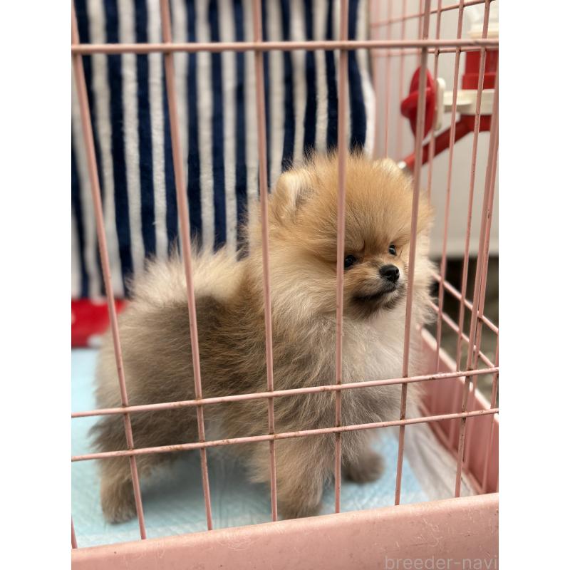 販売中の静岡県のポメラニアン-421914の20枚目