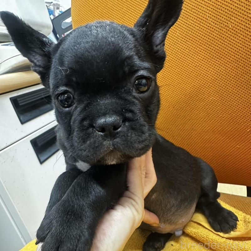 販売中の千葉県のフレンチブルドッグ-420550