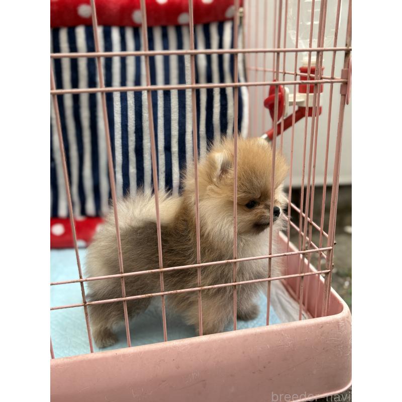 販売中の静岡県のポメラニアン-421914の19枚目