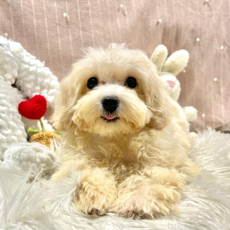 販売中の栃木県のマルプー:マルチーズ×トイプードル-415725の3枚目