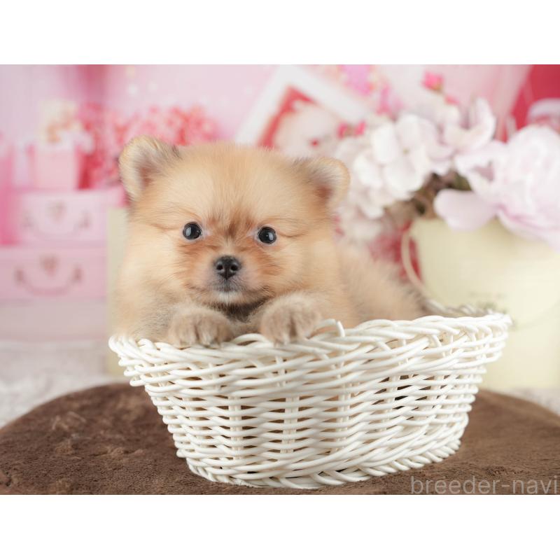 販売中の千葉県のポメラニアン-422934の10枚目
