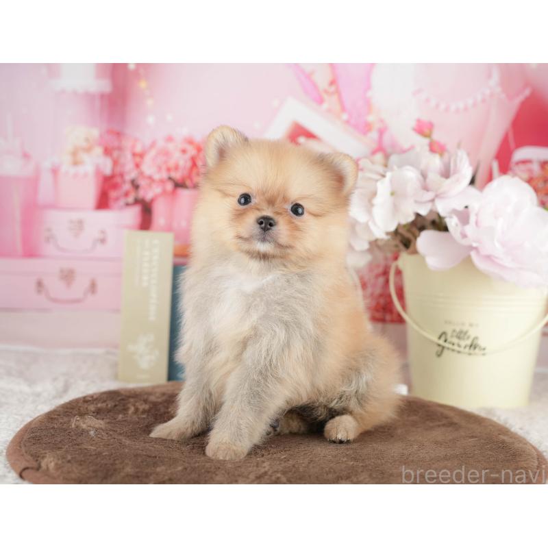 販売中の千葉県のポメラニアン-422934の9枚目