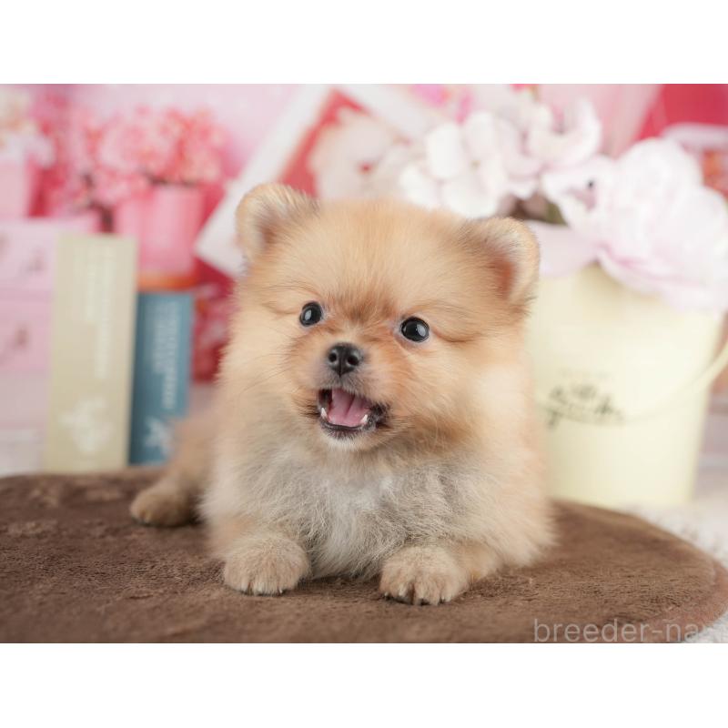 販売中の千葉県のポメラニアン-422934の6枚目