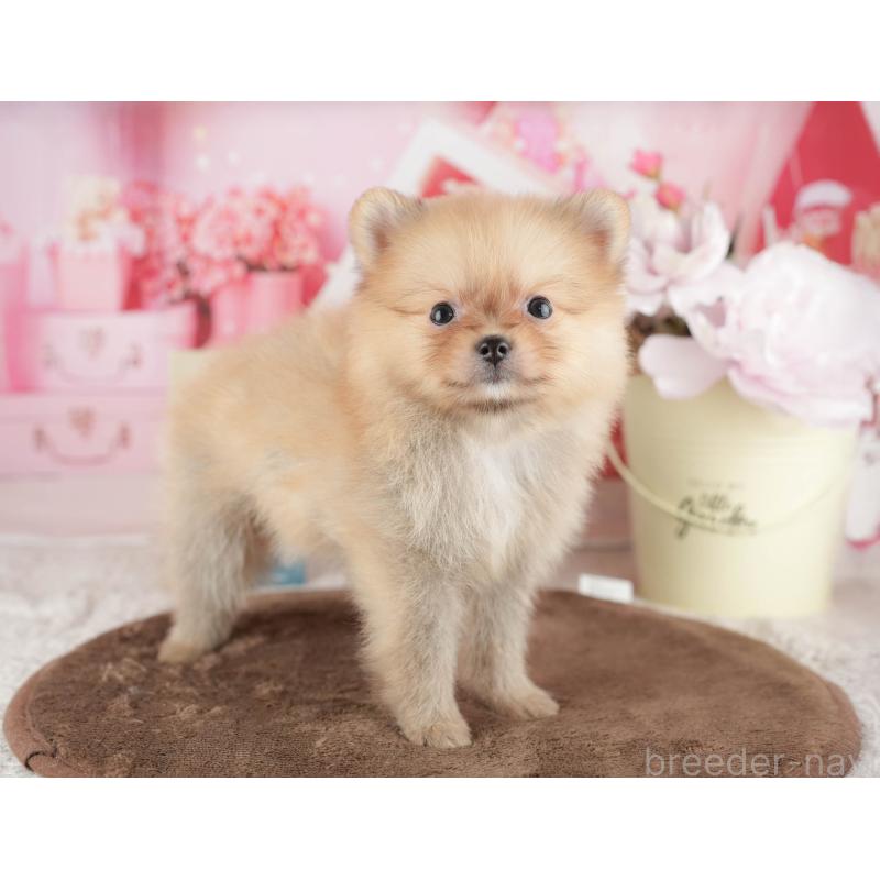 販売中の千葉県のポメラニアン-422934の4枚目