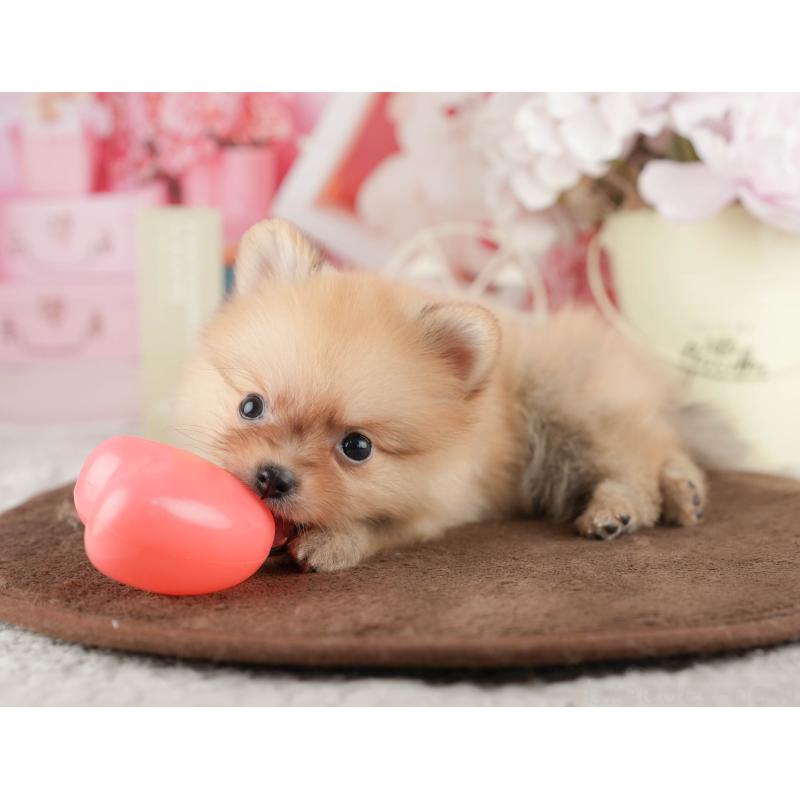 販売中の千葉県のポメラニアン-422934の3枚目