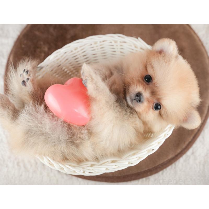 販売中の千葉県のポメラニアン-422934の2枚目