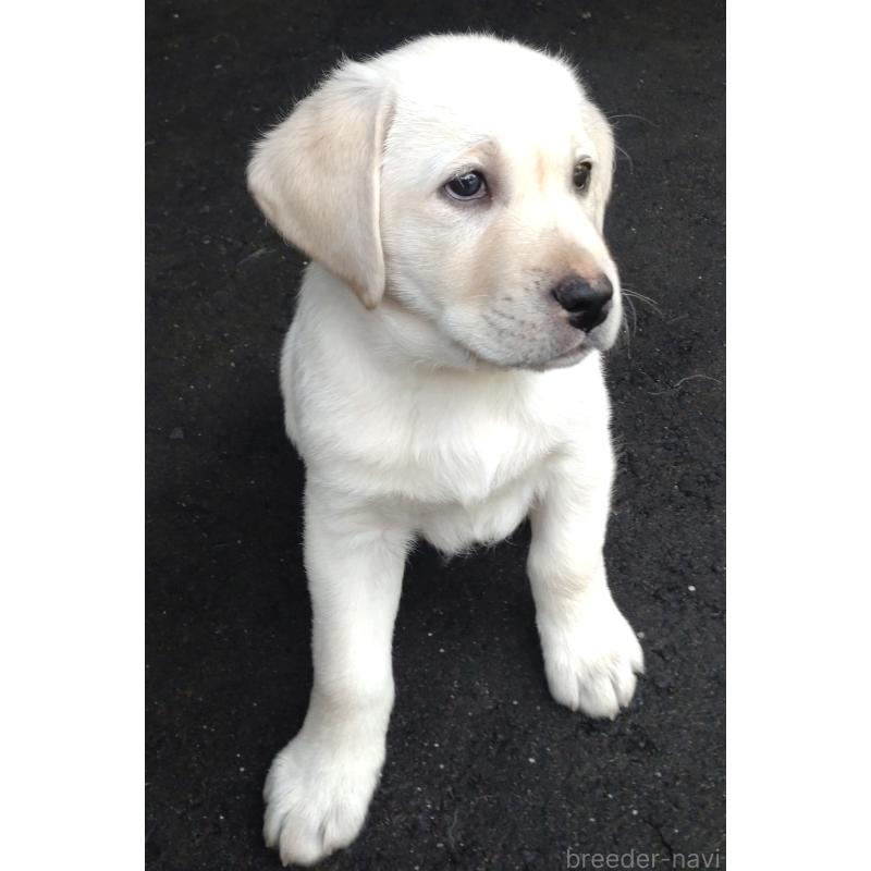 販売中の北海道のラブラドールレトリーバー-422933の5枚目