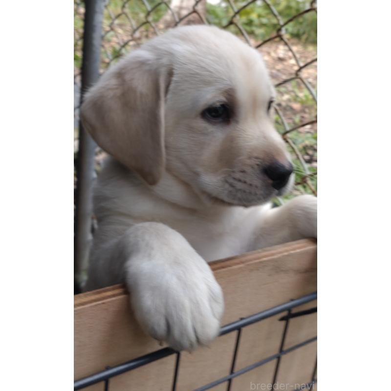 販売中の北海道のラブラドールレトリーバー-422933の4枚目