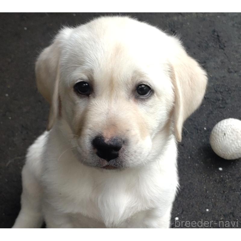 販売中の北海道のラブラドールレトリーバー-422933の3枚目