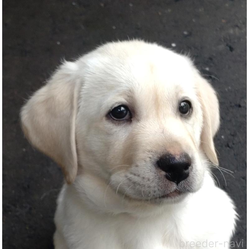 販売中の北海道のラブラドールレトリーバー-422933の2枚目