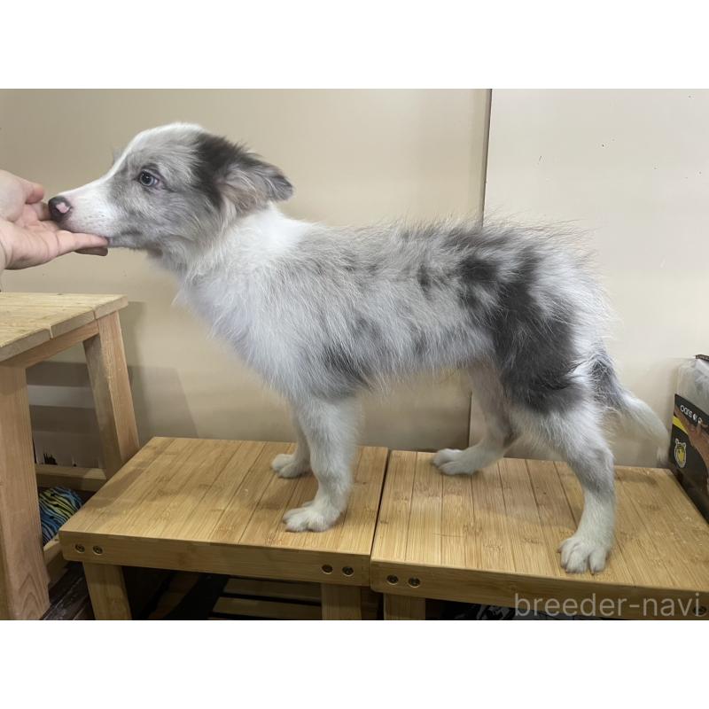 販売中の東京都のボーダーコリー-407664の3枚目