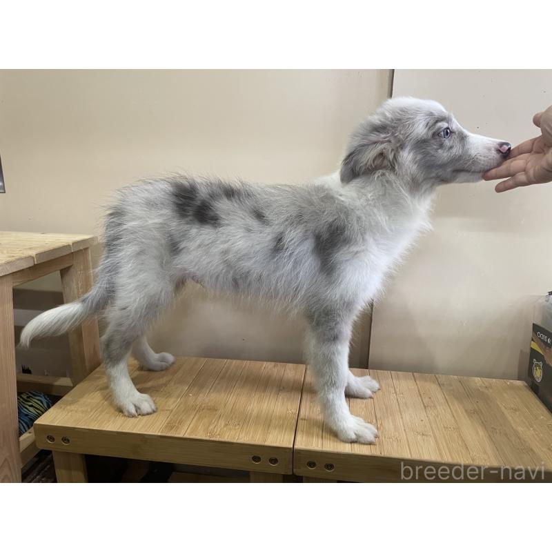 販売中の東京都のボーダーコリー-407664の2枚目