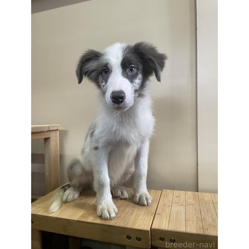 商談中の東京都のボーダーコリー-400963の5枚目