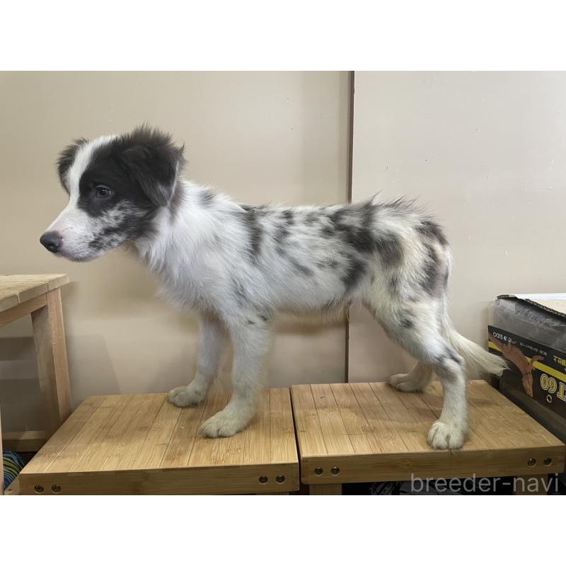 商談中の東京都のボーダーコリー-400963の4枚目