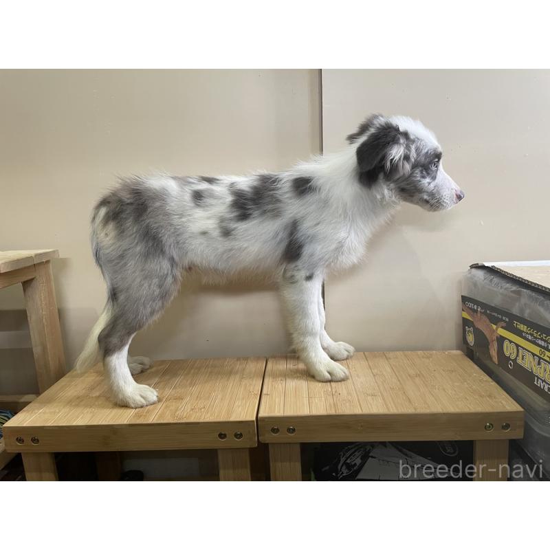 商談中の東京都のボーダーコリー-400963の3枚目