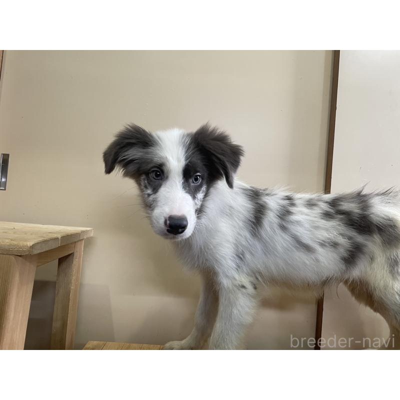 商談中の東京都のボーダーコリー-400963の2枚目