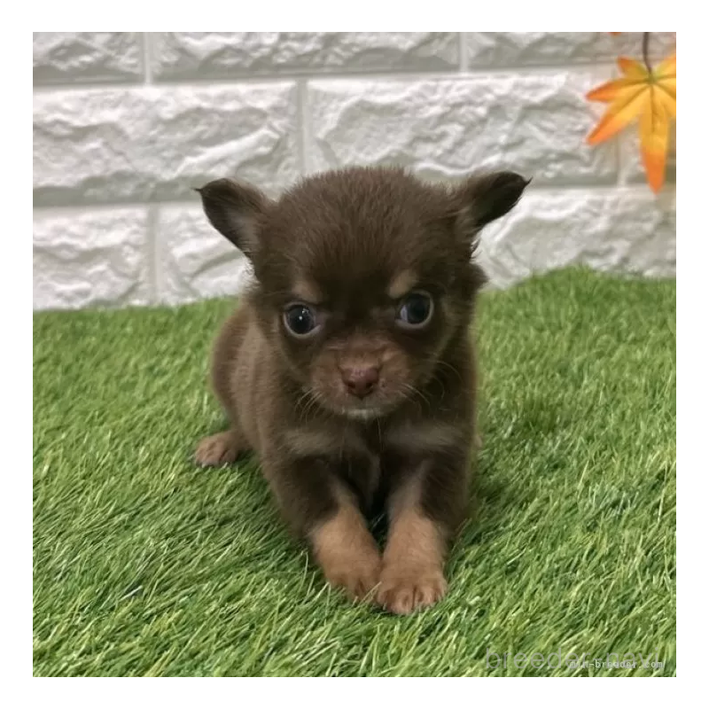 販売中の愛知県のチワワ(ロングコート)-421812