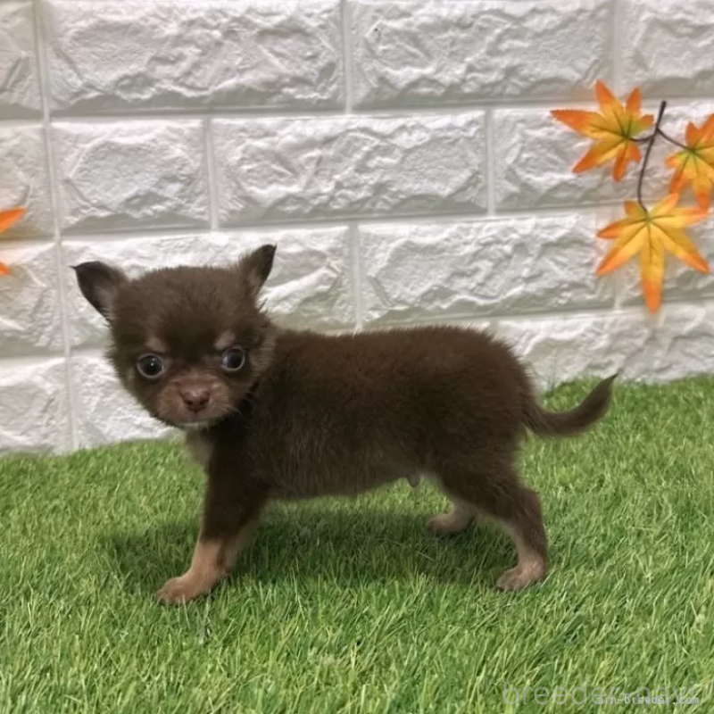 成約済の愛知県のチワワ(ロングコート)-421812の5枚目