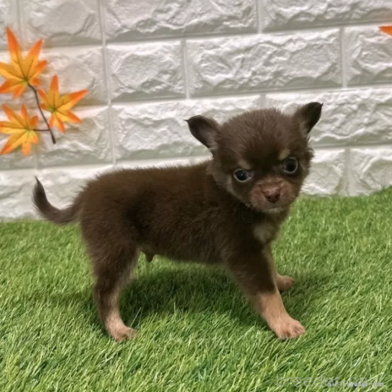 成約済の愛知県のチワワ(ロングコート)-421812の4枚目