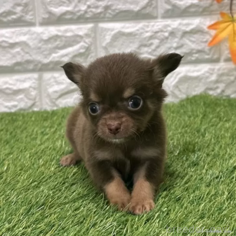 成約済の愛知県のチワワ(ロングコート)-421812の3枚目