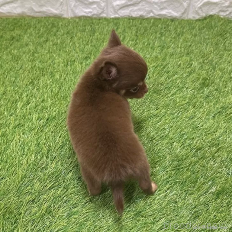 成約済の愛知県のチワワ(ロングコート)-421812の2枚目