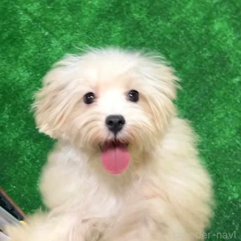 販売中の栃木県のマルプー:マルチーズ×トイプードル-416355の8枚目