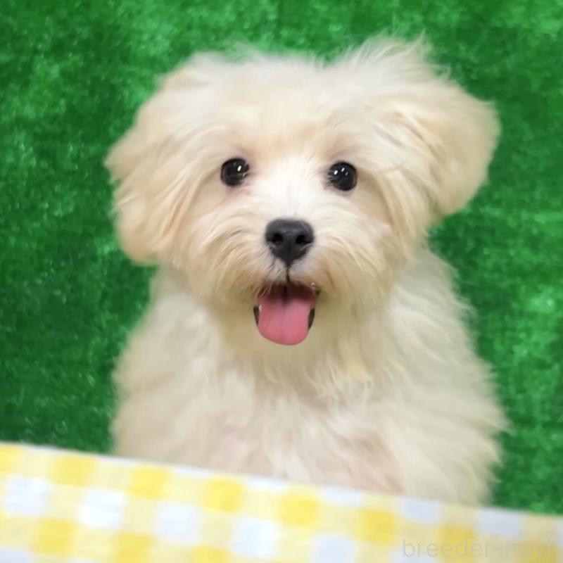 販売中の栃木県のマルプー:マルチーズ×トイプードル-416355