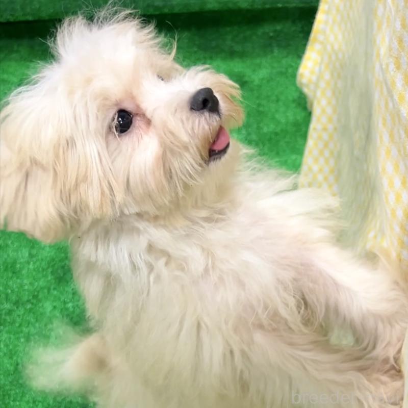 販売中の栃木県のマルプー:マルチーズ×トイプードル-416355の7枚目