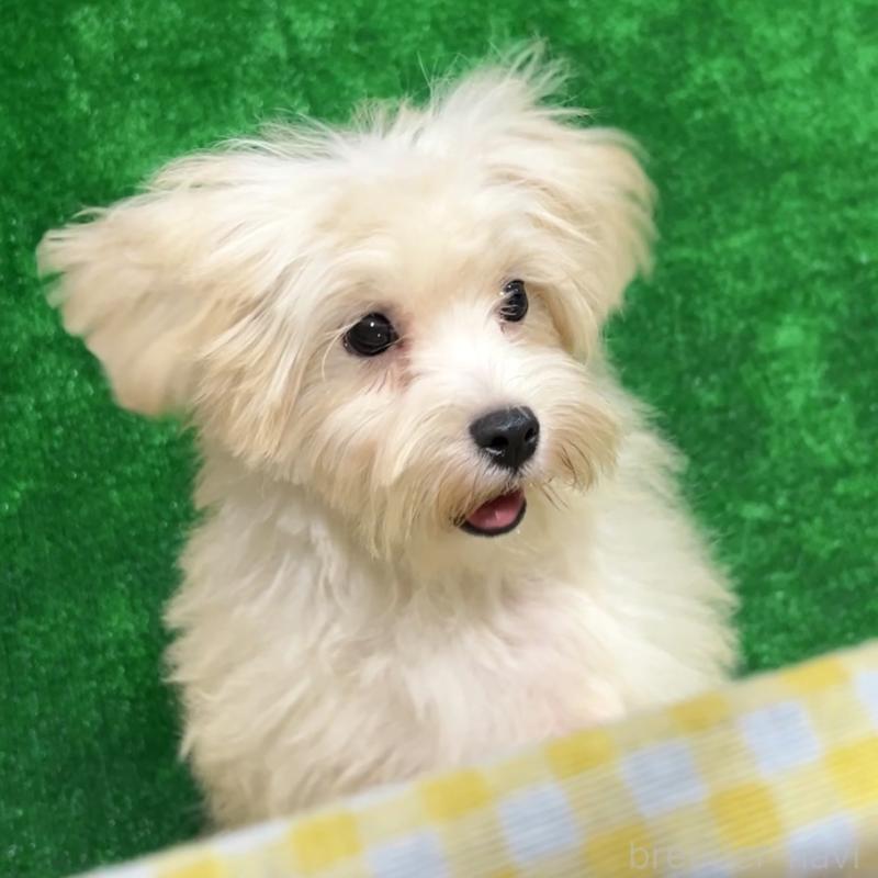 販売中の栃木県のマルプー:マルチーズ×トイプードル-416355の6枚目