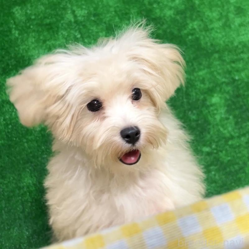 販売中の栃木県のマルプー:マルチーズ×トイプードル-416355の5枚目
