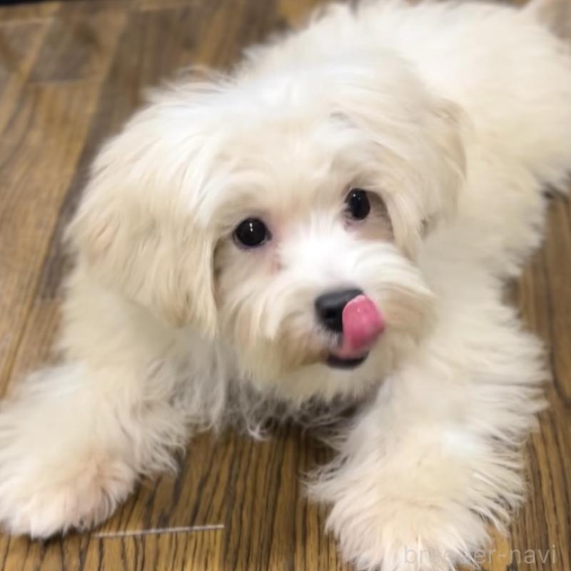 販売中の栃木県のマルプー:マルチーズ×トイプードル-416355の4枚目