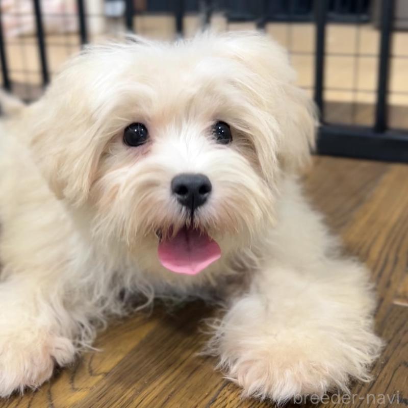 販売中の栃木県のマルプー:マルチーズ×トイプードル-416355の3枚目