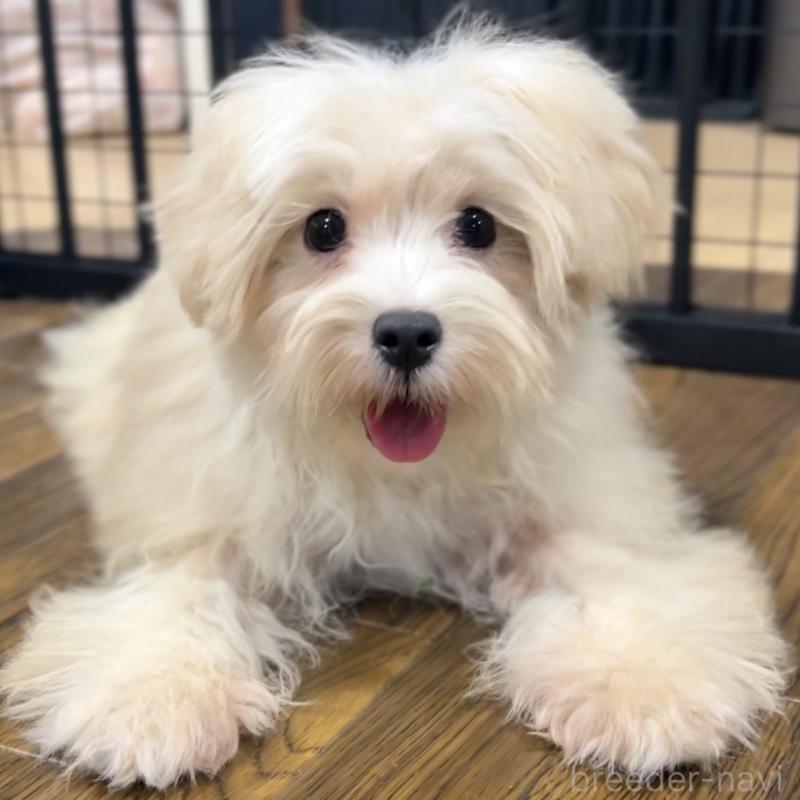 販売中の栃木県のマルプー:マルチーズ×トイプードル-416355の2枚目